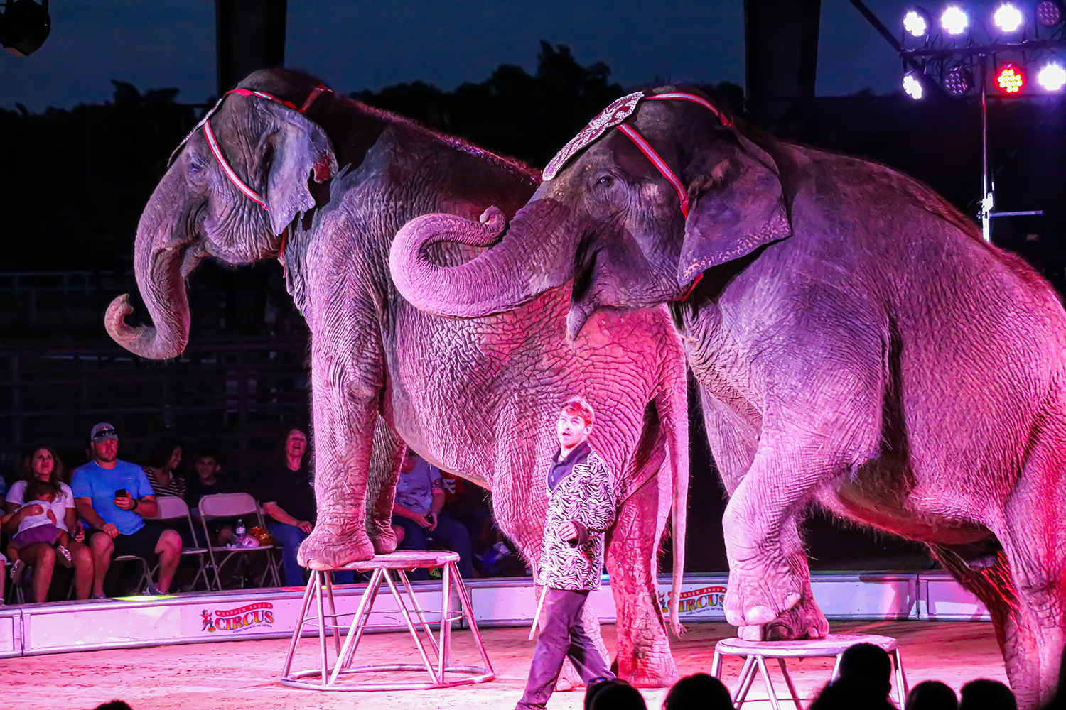 The Circus Handler